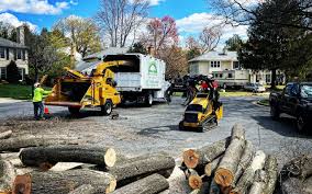 How Our Tree Care Process Works  in Martinez, CA